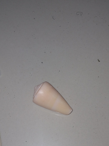 Conus daucus observed 2025-02-24