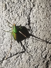 Eupholidoptera chabrieri