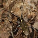 Taeniotes luciani - Photo (c) Antonio Robles, algunos derechos reservados (CC BY-NC-SA), subido por Antonio Robles