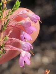 Erica newdigatei