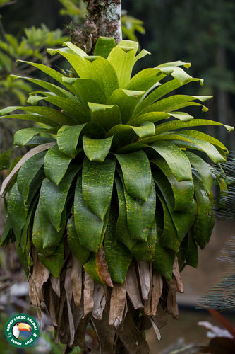 Vriesea fenestralis, photograph 3
