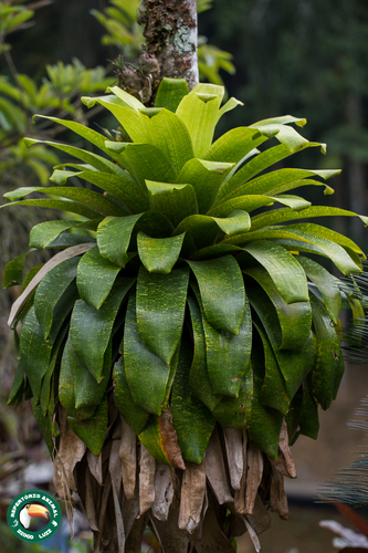 Vriesea fenestralis, photograph 4