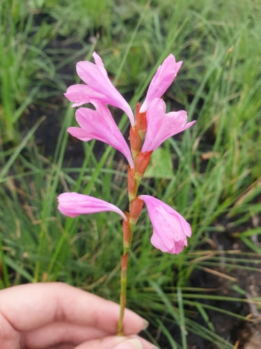 Image of Watsonia mtamvunae by (c) Aaliyah Motala, some rights reserved (CC BY-SA)
