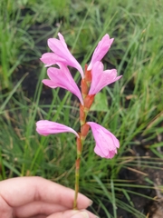 Watsonia mtamvunae
