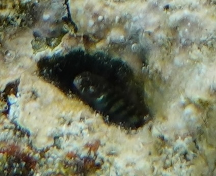 Freckled goby (Tigrigobius gemmatus) — Gobiidae