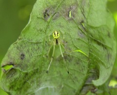 Phylloneta pictipes