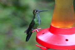 Heliodoxa leadbeateri