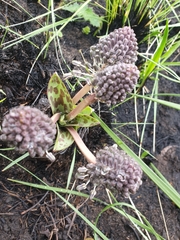 Ledebouria floribunda