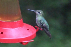 Heliodoxa leadbeateri