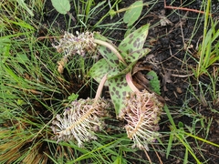 Ledebouria floribunda