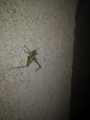 Eupholidoptera chabrieri