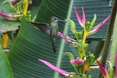 Heliodoxa leadbeateri