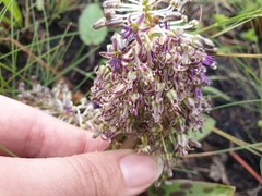 Ledebouria floribunda