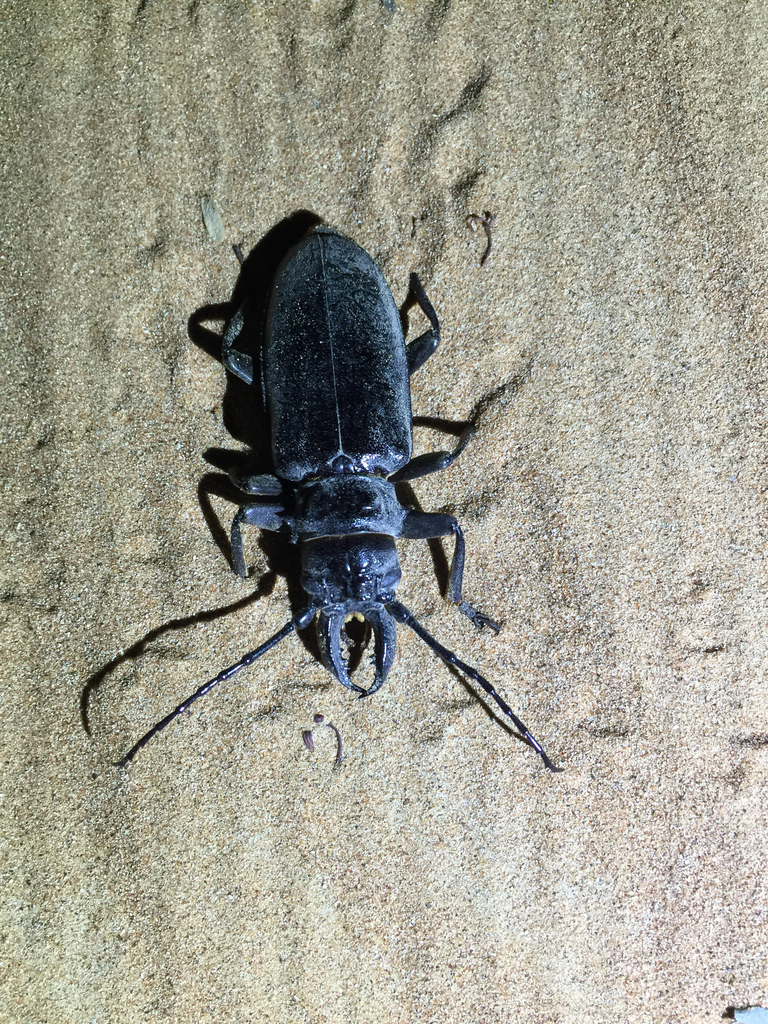 Anthracocentrus arabicus