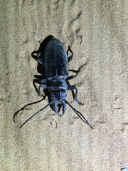 Anthracocentrus arabicus
