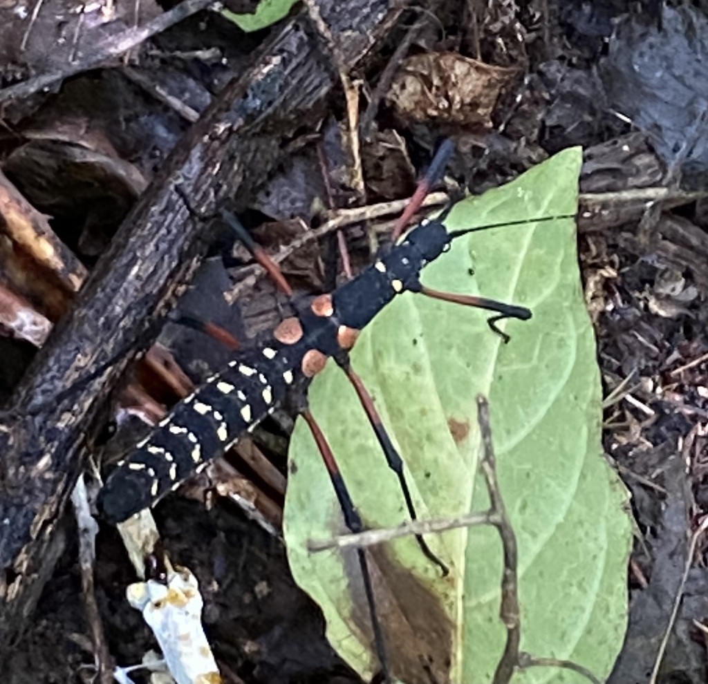 Urucum Stick-insect