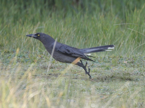Pied Currawong, French Island VIC 3921, Australia, photo 10 of 10
