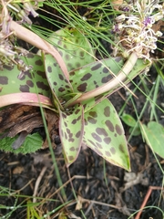 Ledebouria floribunda