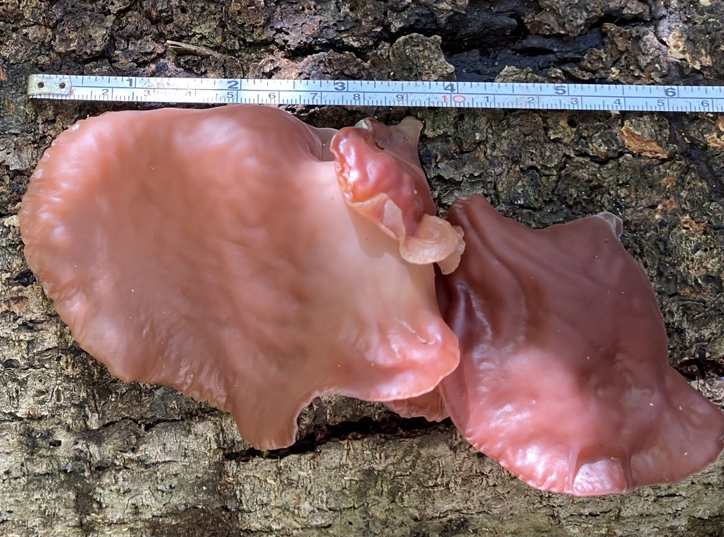 Auricularia fuscosuccinea · April 2025 · photo: © raquel_mondino (iNaturalist, cc-by)