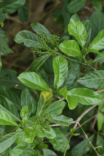 Pavetta hongkongensis, photograph 2