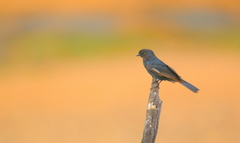 Melaenornis pammelaina ater