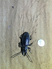 Anthracocentrus arabicus