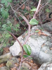 Putterlickia retrospinosa
