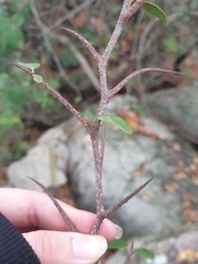 Putterlickia retrospinosa