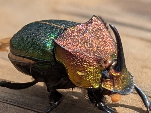 Rainbow scarab