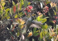 Elliotomyia viridicauda