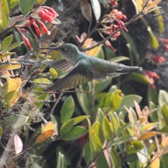 Elliotomyia viridicauda