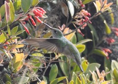 Elliotomyia viridicauda