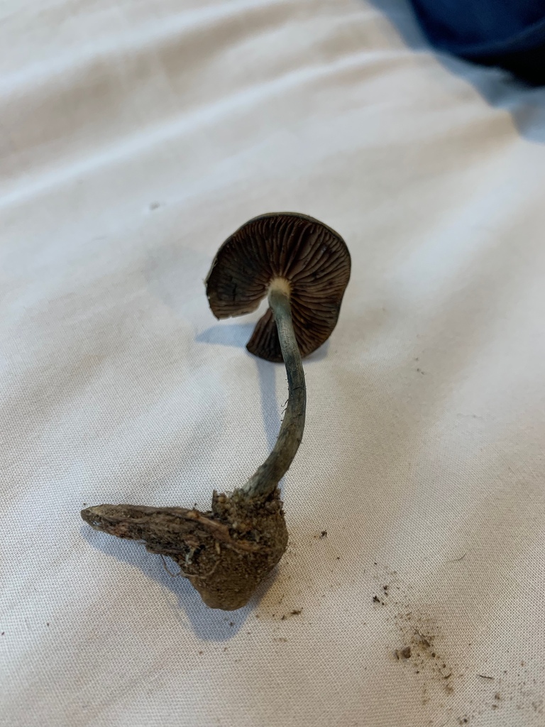 Psilocybe subaeruginosa · April 2025 · photo: © yung_bojangles (iNaturalist, cc0)