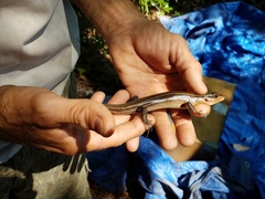 Plestiodon laticeps
