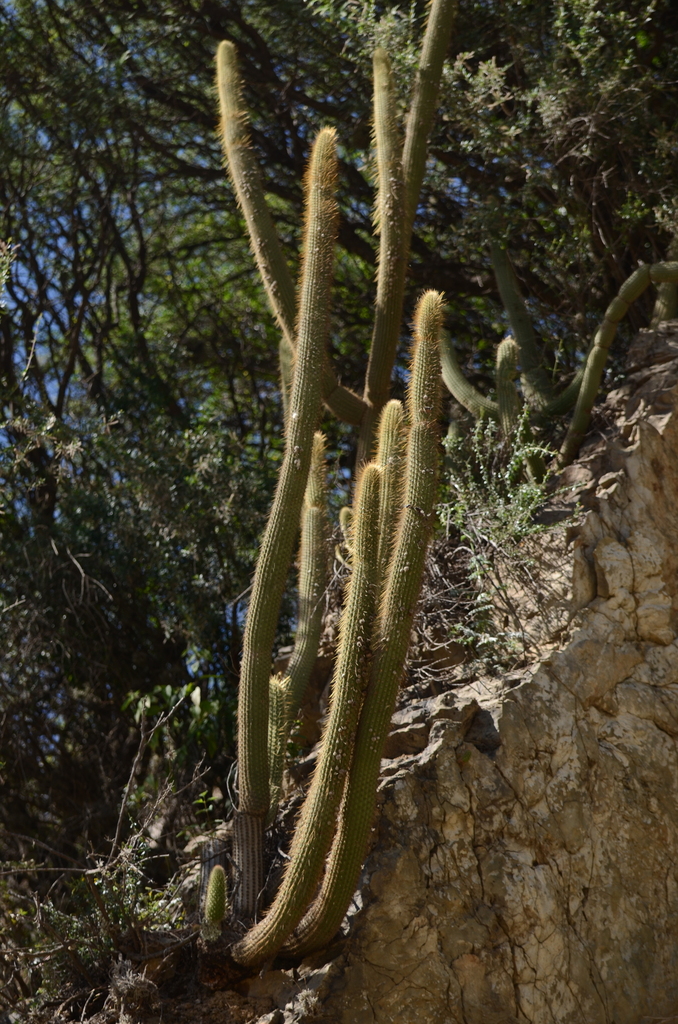 Cleistocactus buchtienii Backeb.