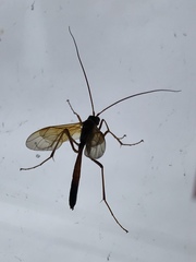 Opheltes glaucopterus barberi