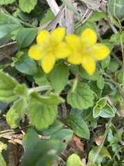 古淑玲, CC0, iNaturalist via GBIF Lysimachia remota, photograph 古淑玲, CC0, iNaturalist via GBIF