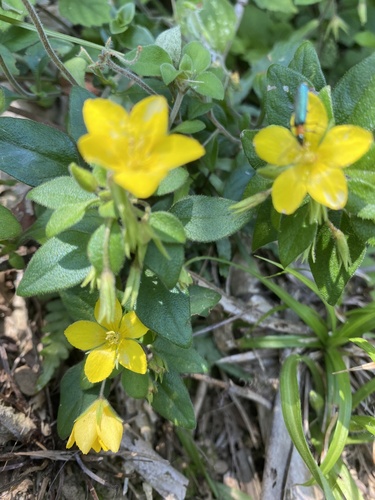 Lysimachia remota, photograph 5