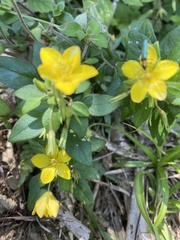 古淑玲, CC0, iNaturalist via GBIF Lysimachia remota, photograph 古淑玲, CC0, iNaturalist via GBIF