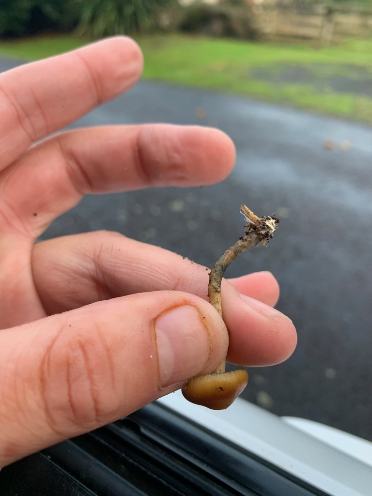 Psilocybe subaeruginosa · April 2025 · photo: © yung_bojangles (iNaturalist, cc0)