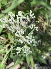 Coelioxys dolichos