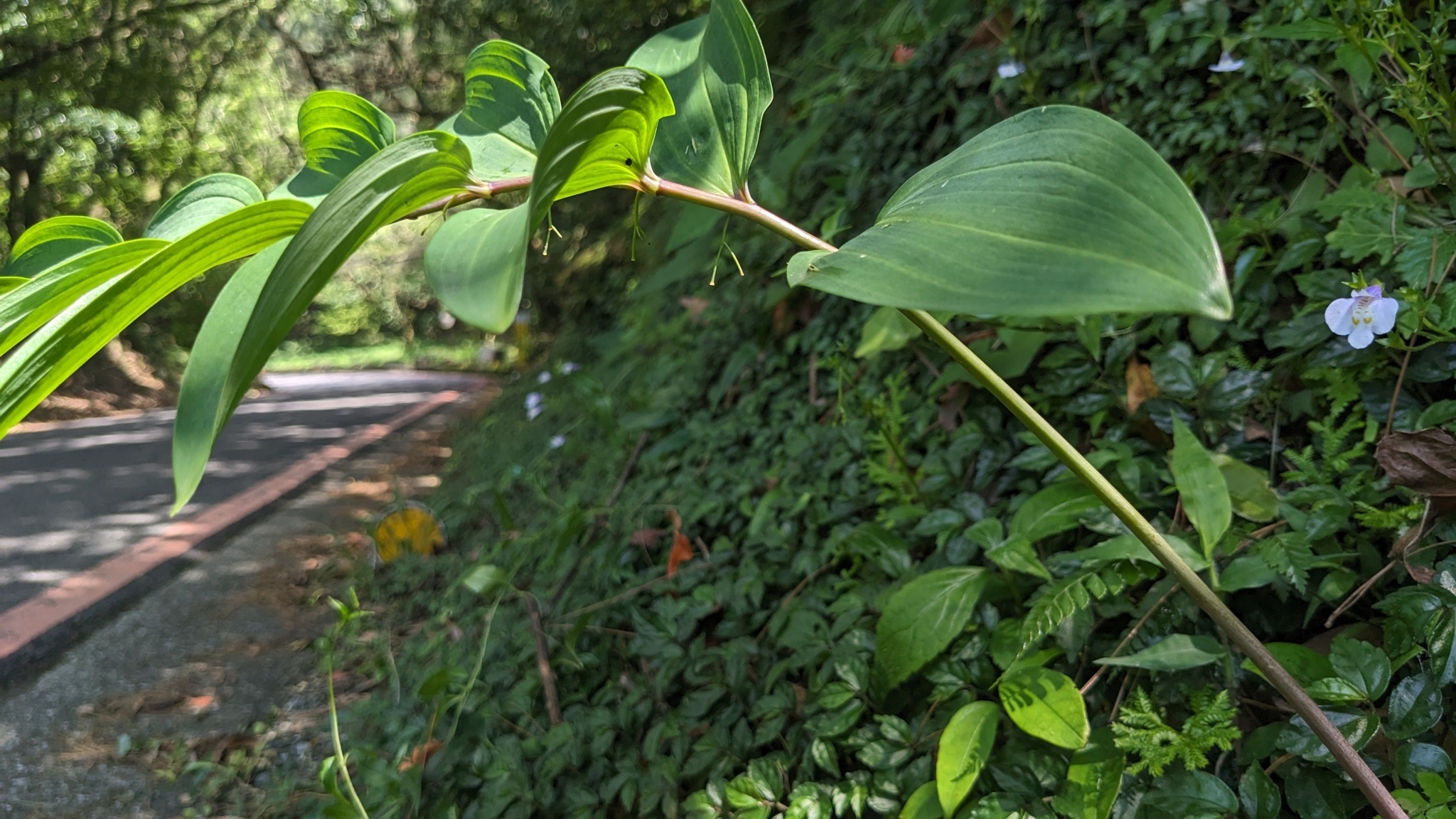 Polygonatum arisanense