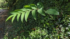 Polygonatum arisanense, photograph (c) 許文俊, some rights reserved (CC BY-SA)