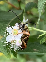 Typocerus velutinus