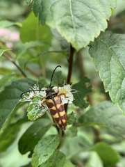 Typocerus velutinus