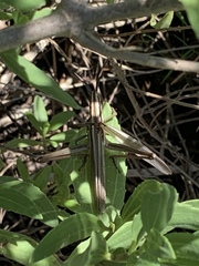 Mermiria intertexta