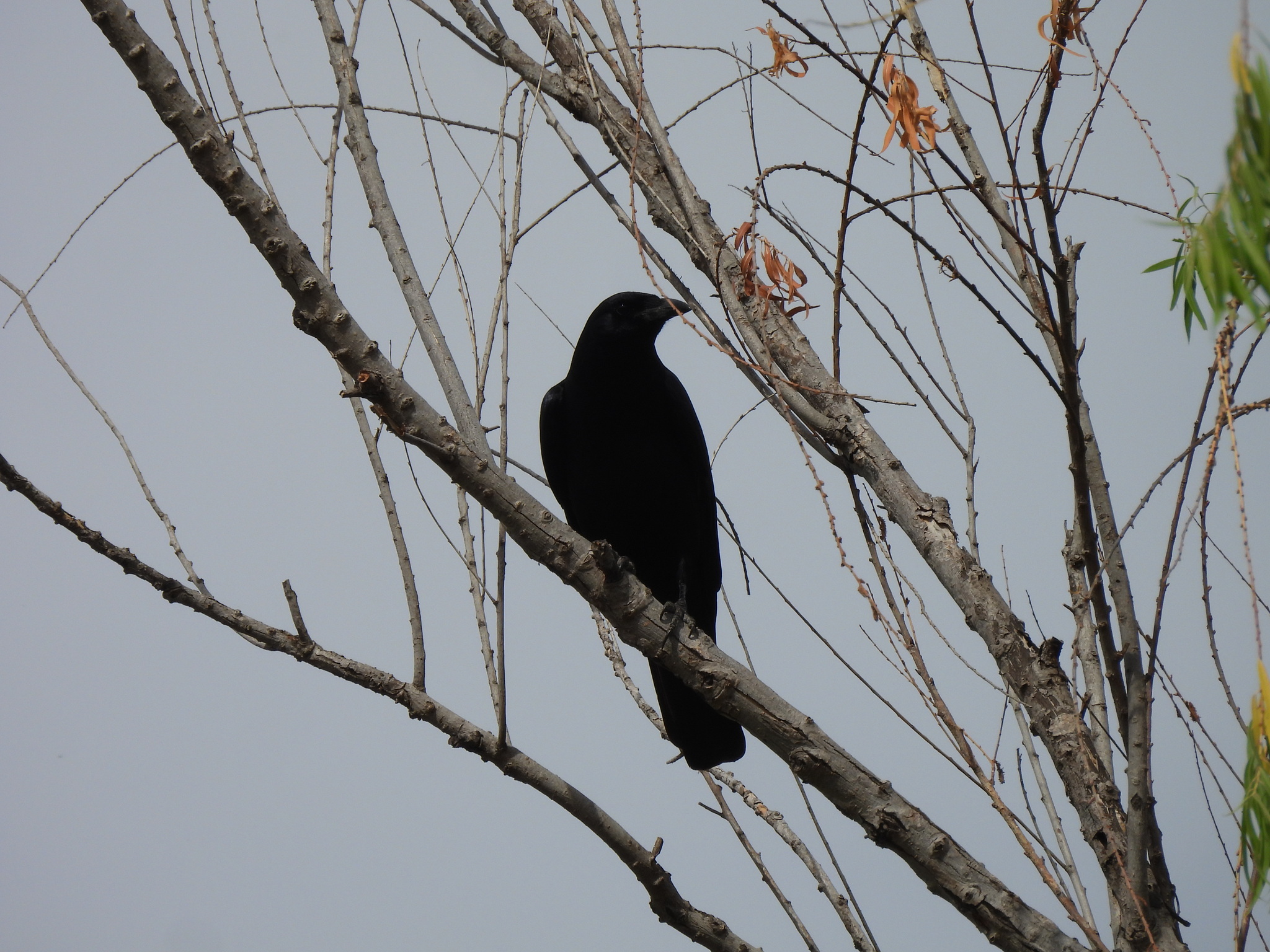 Sinaloa Crow (Corvus sinaloae), photo 7