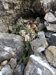 Silene uralensis