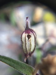 Silene uralensis