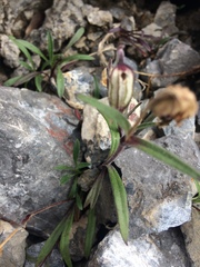 Silene uralensis